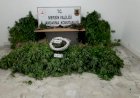 Mersin'de Bahçelerine Kenevir Bitkisi Eken 7 Kişi Gözaltına Alındı