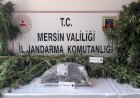 Mersin’de Uyuşturucu Operasyonu 2 Gözaltı