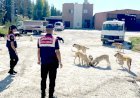 Jandarma  Dilsiz  Dostlarımızın  Yanında