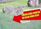 Tarsus Doğa  Parkı’na İki Aslan Daha Geldi