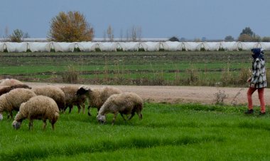 Mersin Büyükşehir, Hayvan Üreticilerinin De Umudu Oldu