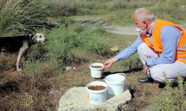 Sokak Hayvanları, Akdeniz Belediyesi’nin Koruması Altında