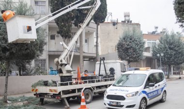 Araçlar Kaldırıldı, Ağaçlar Budandı