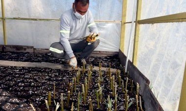 Tarsus’a Özgü Zeytin Türü Olan Sarıulak Zeytininin Üretimi Yaygınlaştırılacak