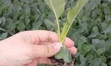 Tarsusta Fide Satışına İlgi