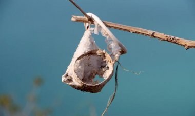 Plastik kirliliğine karşı 'Plastiksiz Doğu Akdeniz Platformu' kuruldu