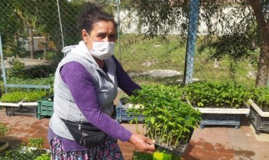 Tam kapanma öncesi fide satışları arttı