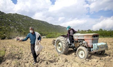 Mersin  Büyükşehir  Destekledi  Gülnar ’da Nohut  Tohumları  Toprakla  Buluştu