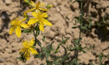 Büyükşehir’le Kıraç Topraklar Sarı Kantaron Çiçekleriyle Bezendi
