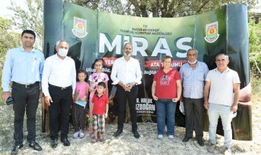 Tarsus’ta Yerli Ve Milli  Ayçiçeği  Hasat  Edildi