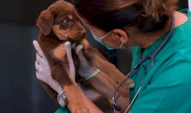 Kaşlı  Geçici  Hayvan Bakımevi , 1 Eylül’e Kadar  Ziyarete  Kapalı  Olacak