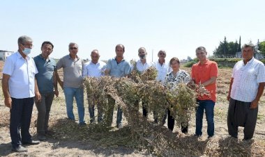 Tarsus  Belediyesi’nin Hasat Şöleni  Devam  Ediyor