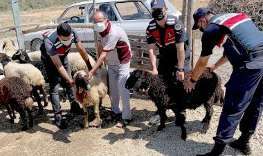 Hayvan Hırsızları Mersin ili Jandarma Komutanlığı Ekiplerinden Kaçamadı