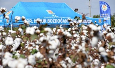 Tarsus’ta Beyaz Altın'ın Hasadı Yapıldı