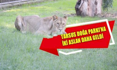 Tarsus Doğa  Parkı’na İki Aslan Daha Geldi