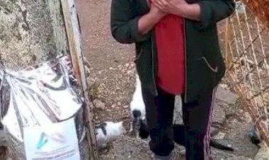 İki Yüz Kediyi Besliyor