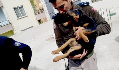 Şiddet Gören Yavru Köpeği Mersin Polisi Sahiplendi