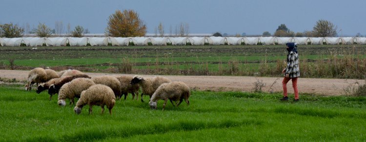 Mersin Büyükşehir, Hayvan Üreticilerinin De Umudu Oldu