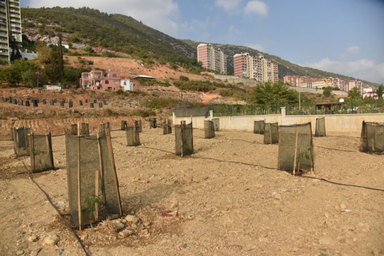 Başkan Kılınç Anamur Tropikal Ürün Üretim Merkezi Olabilir