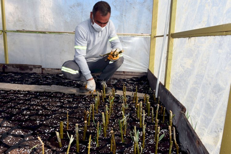 Tarsus’a Özgü Zeytin Türü Olan Sarıulak Zeytininin Üretimi Yaygınlaştırılacak