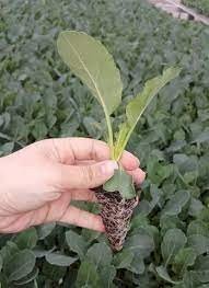 Tarsusta Fide Satışına İlgi