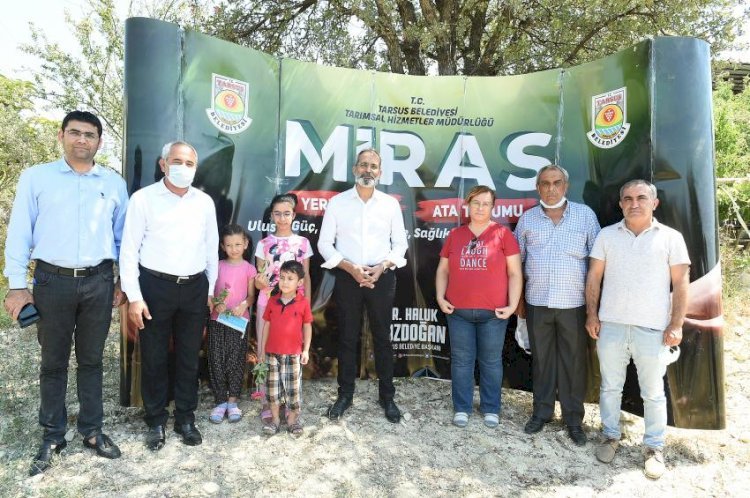 Tarsus’ta Yerli Ve Milli  Ayçiçeği  Hasat  Edildi