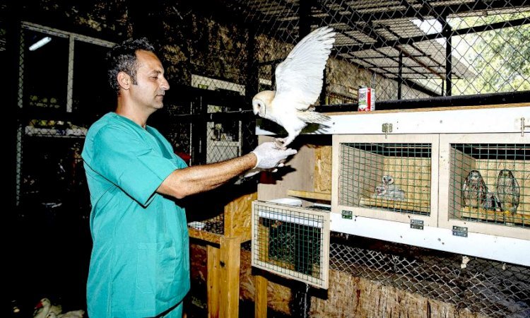 Yavru Baykuş Ayda, Tarsus Doğa Parkı’nda Hayat Buldu