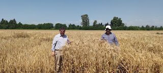 TARSUS'DA YERLI MILLI ARPA ÇEŞITLERININ HASADI DEVAM EDIYOR